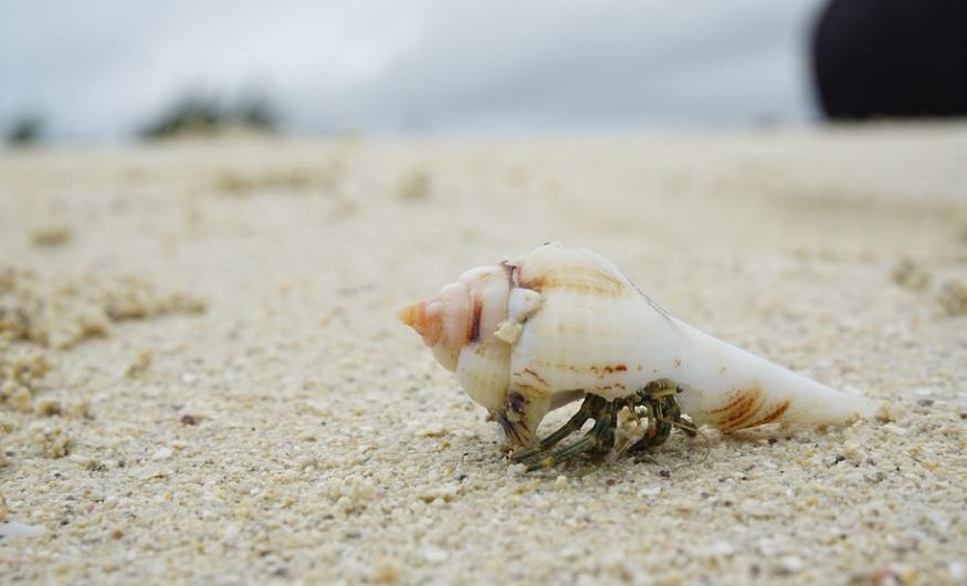 10 Spiritual Meanings of Dreaming of Conch