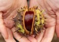 16 Spiritual Meanings of Dreaming of Picking Chestnuts