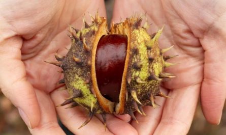 16 Spiritual Meanings of Dreaming of Picking Chestnuts