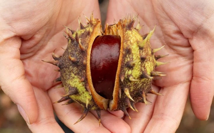 16 Spiritual Meanings of Dreaming of Picking Chestnuts
