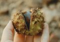 18 Spiritual Meanings of Dreaming of Eating Chestnuts