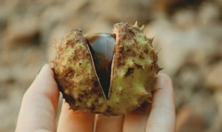 18 Spiritual Meanings of Dreaming of Eating Chestnuts