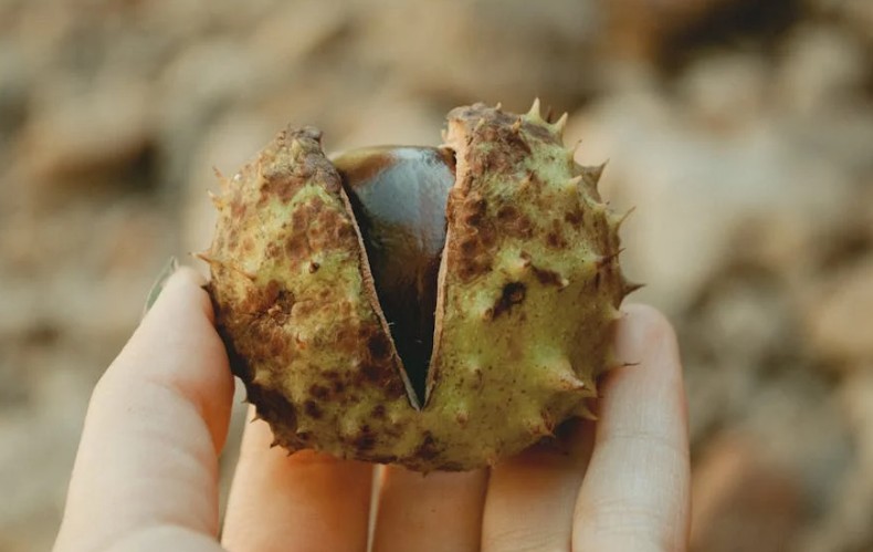 18 Spiritual Meanings of Dreaming of Eating Chestnuts