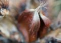 16 Spiritual Meanings of Dreaming of Chestnut Trees