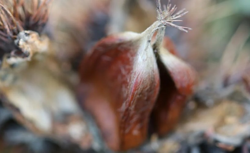16 Spiritual Meanings of Dreaming of Chestnut Trees