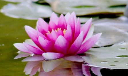 20 Spiritual Meanings of Dreaming of Lotus Flowers