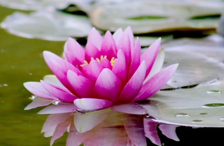 20 Spiritual Meanings of Dreaming of Lotus Flowers