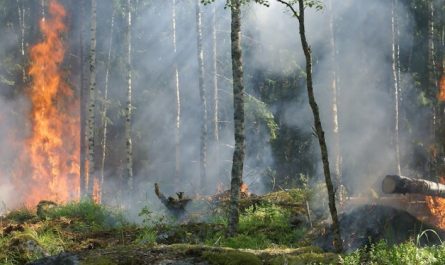 25 Spiritual Meanings of Dreaming of a Forest Fire