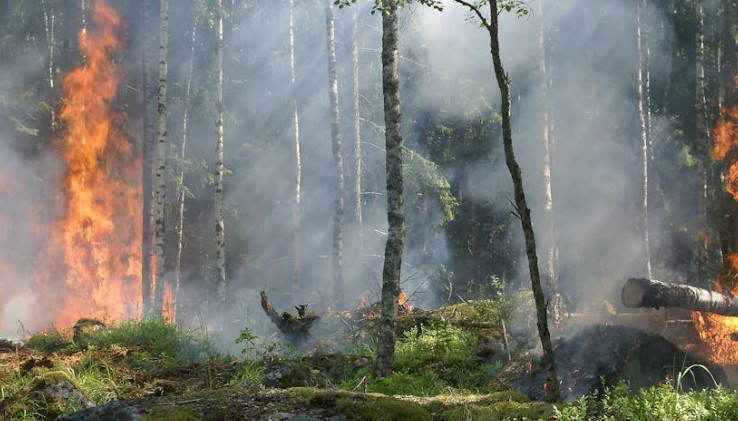 25 Spiritual Meanings of Dreaming of a Forest Fire