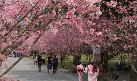 27 Spiritual Meanings of Dreaming of Cherry Blossoms