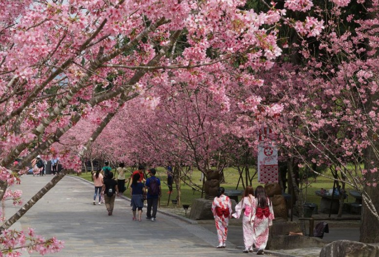 27 Spiritual Meanings of Dreaming of Cherry Blossoms