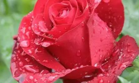 20 Spiritual Meanings of Dreaming of Roses