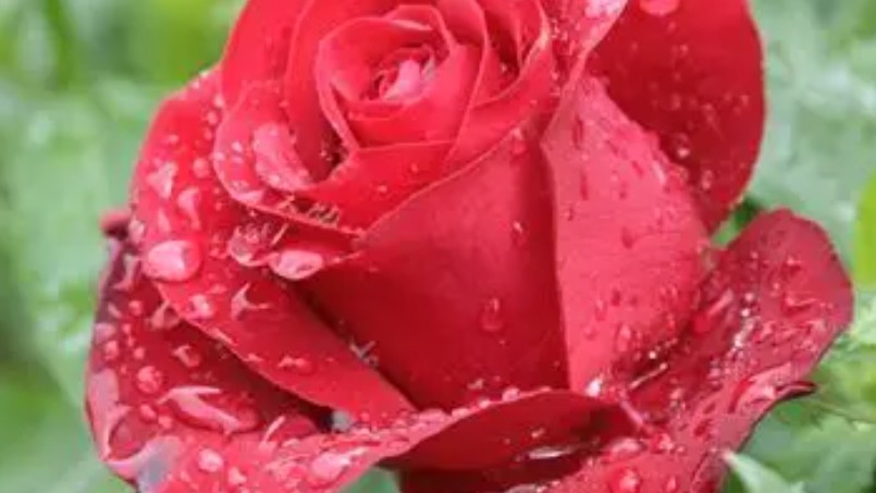 20 Spiritual Meanings of Dreaming of Roses