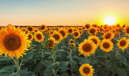 22 Spiritual Meanings of Dreaming of Sunflowers
