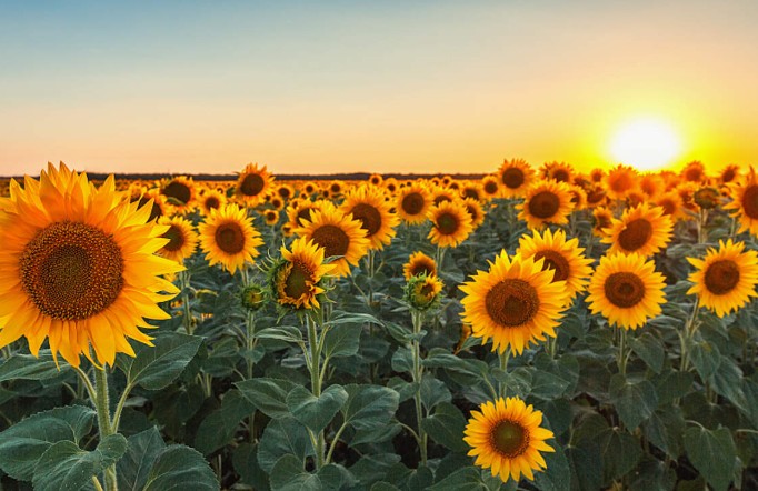 22 Spiritual Meanings of Dreaming of Sunflowers