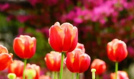 20 Spiritual Meanings of Dreaming of Tulips