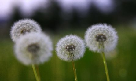22 Spiritual Meanings of Dreaming of Dandelions