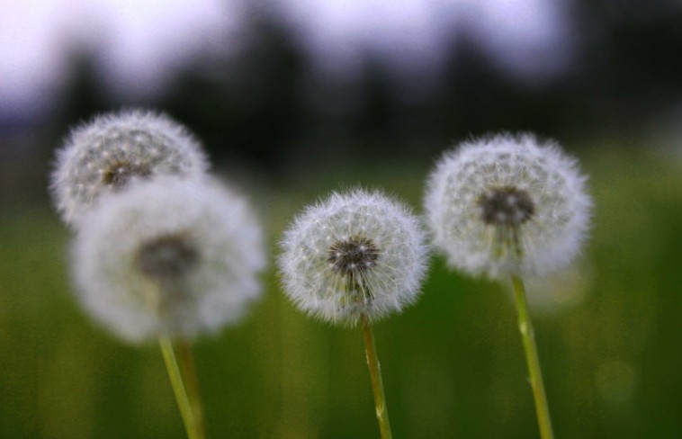 22 Spiritual Meanings of Dreaming of Dandelions