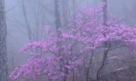 20 Spiritual Meanings of Dreaming of fog flowers