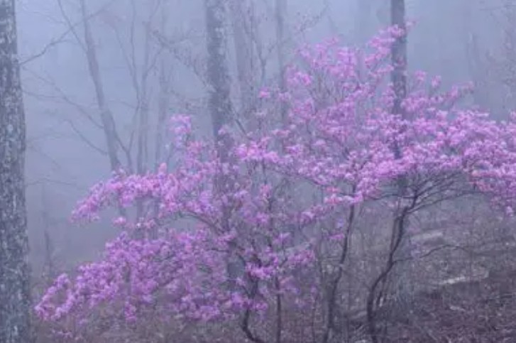 20 Spiritual Meanings of Dreaming of fog flowers