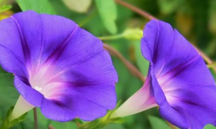 20 Spiritual Meanings of Dreaming of Morning Glory
