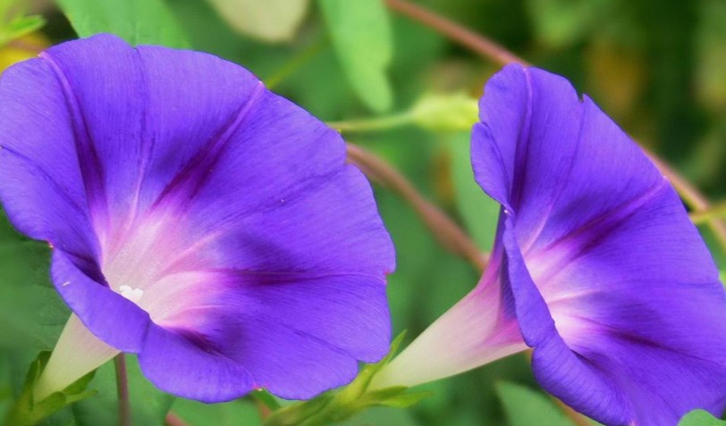 20 Spiritual Meanings of Dreaming of Morning Glory