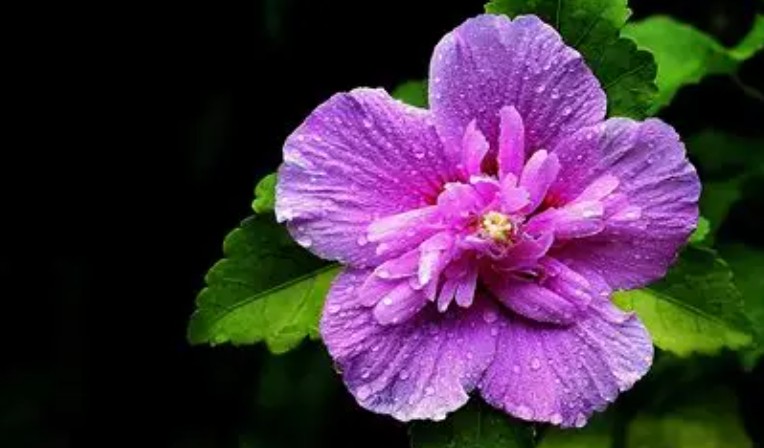 21 Spiritual Meanings of Dreaming of Hibiscus Flowers