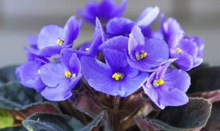 20 Spiritual Meanings of Dreaming of Violet
