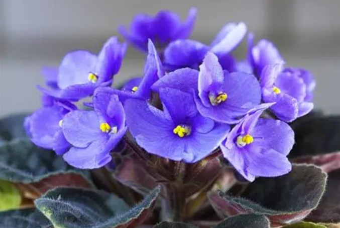 20 Spiritual Meanings of Dreaming of Violet