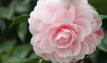 24 Spiritual Meanings of Dreaming of Camellia