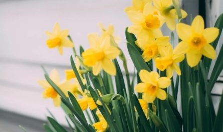 9 Spiritual Meanings of Dreaming of daffodils