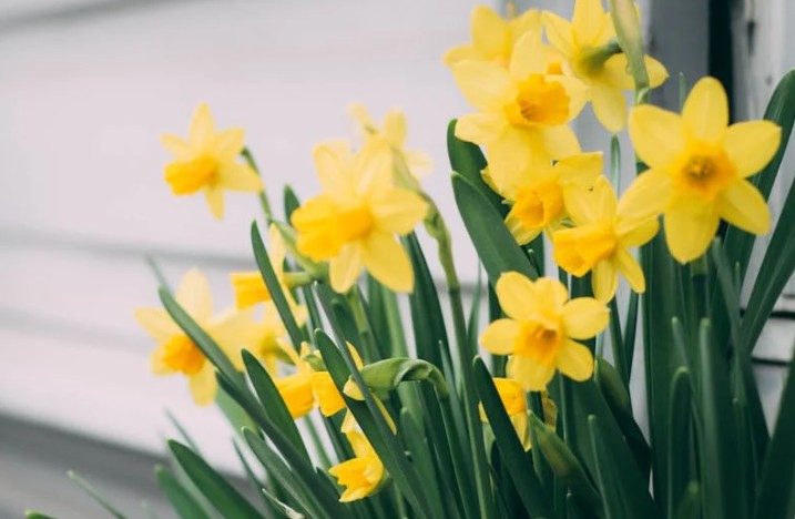 9 Spiritual Meanings of Dreaming of daffodils