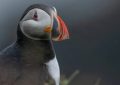 8 Spiritual Meanings of Dreaming of a Bird
