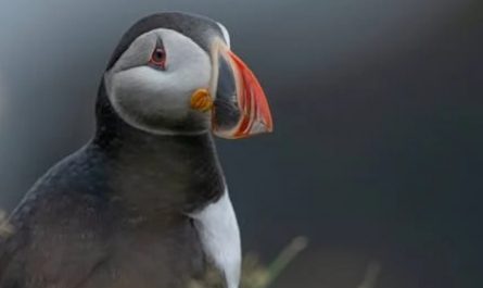 8 Spiritual Meanings of Dreaming of a Bird