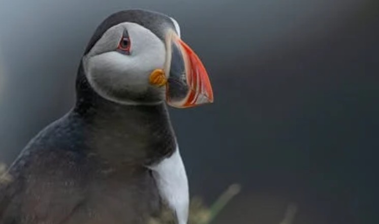 8 Spiritual Meanings of Dreaming of a Bird
