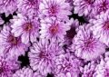 8 Spiritual Meanings of Dreaming of cosmos flowers