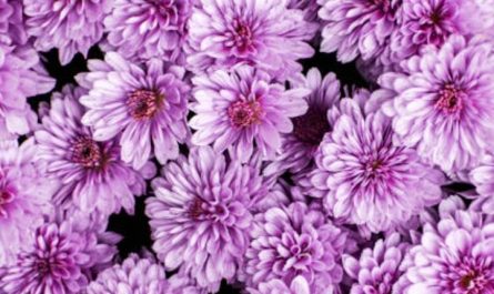 8 Spiritual Meanings of Dreaming of cosmos flowers