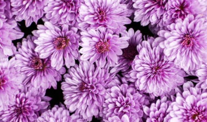 8 Spiritual Meanings of Dreaming of cosmos flowers