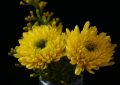 9 Spiritual Meanings of Dreaming of Chrysanthemums