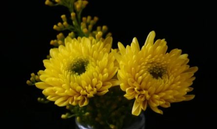 9 Spiritual Meanings of Dreaming of Chrysanthemums