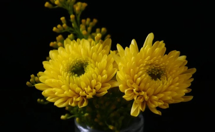 9 Spiritual Meanings of Dreaming of Chrysanthemums