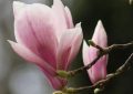 9 Spiritual Meanings of Dreaming of Magnolia Flowers