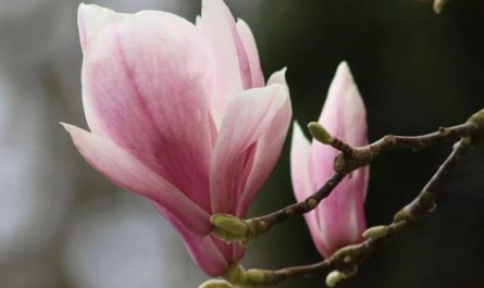 9 Spiritual Meanings of Dreaming of Magnolia Flowers