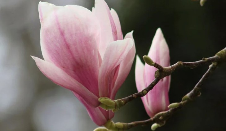 9 Spiritual Meanings of Dreaming of Magnolia Flowers