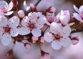 9 Spiritual Meanings of Dreaming of Plum Blossoms