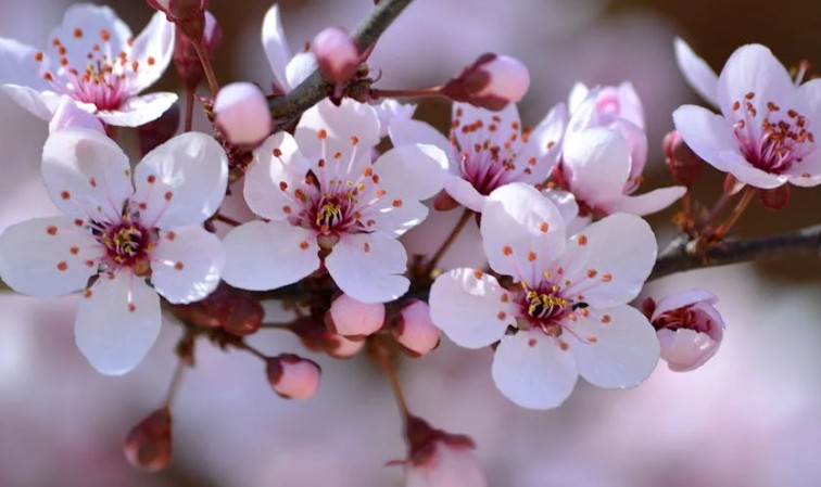 9 Spiritual Meanings of Dreaming of Plum Blossoms