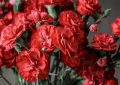 11 Spiritual Meanings of Dreaming of Carnations