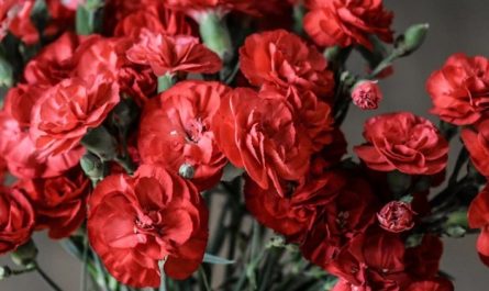 11 Spiritual Meanings of Dreaming of Carnations