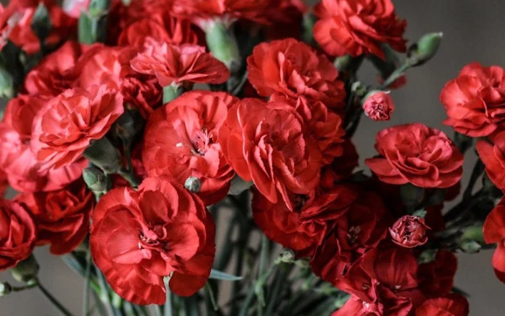11 Spiritual Meanings of Dreaming of Carnations