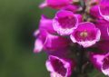 9 Spiritual Meanings of Dreaming of Blooming Flowers